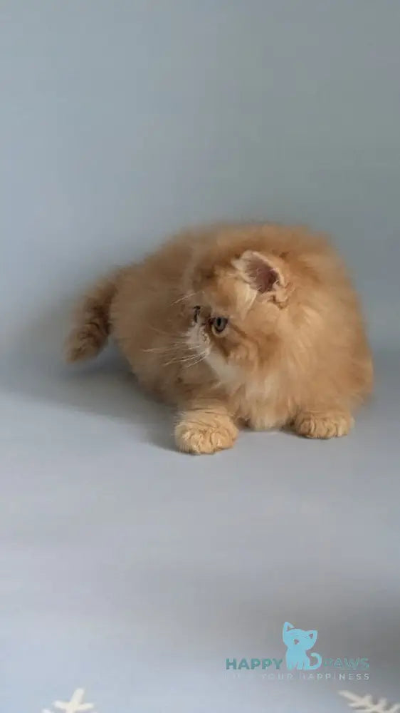 Fanta Persian female red tabby live animals