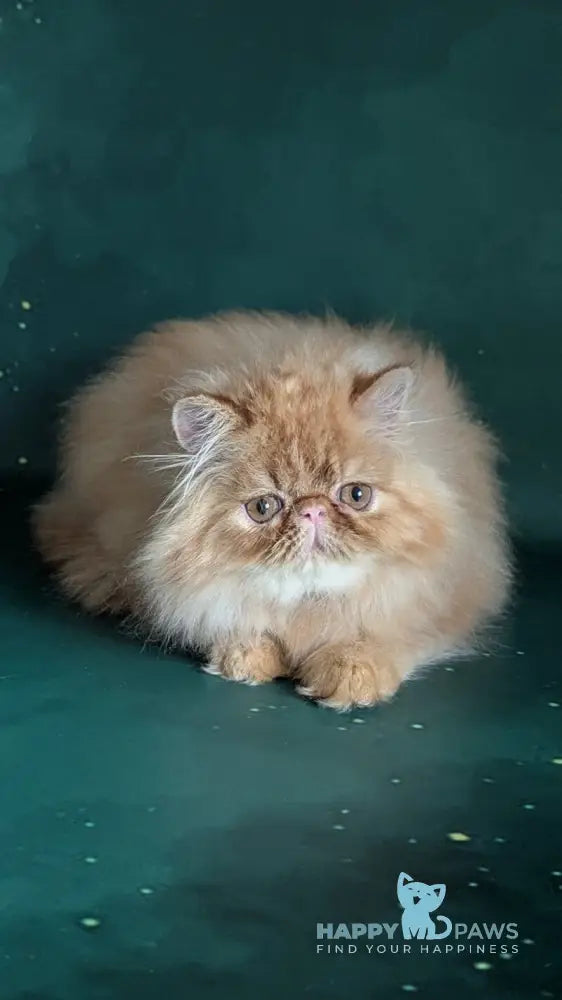 Fanta Persian female red tabby live animals