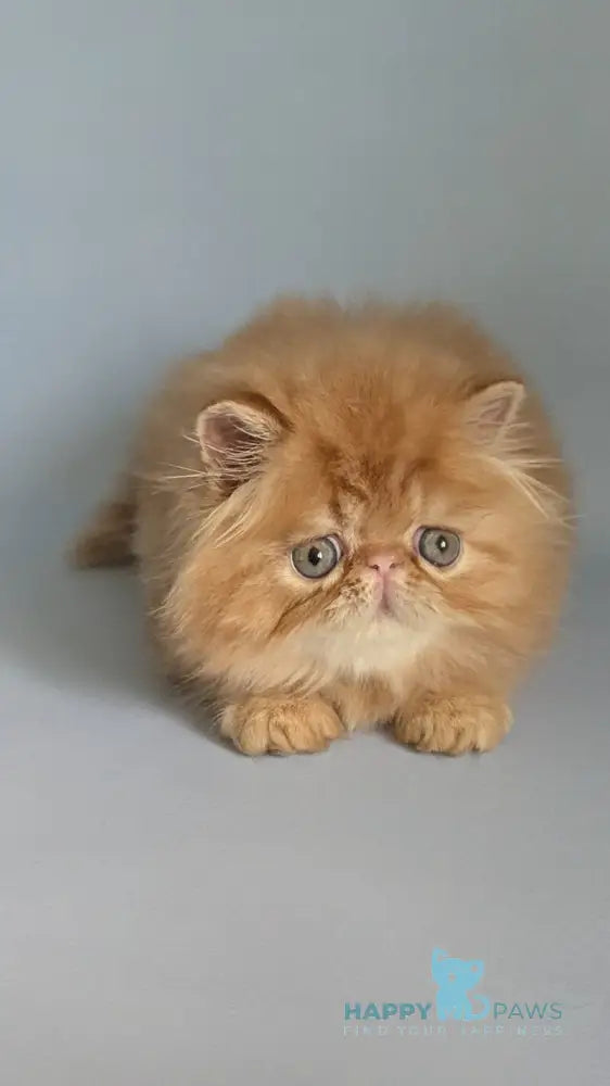 Fanta Persian female red tabby live animals
