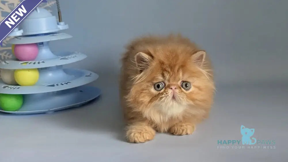 Fanta Persian female red tabby live animals