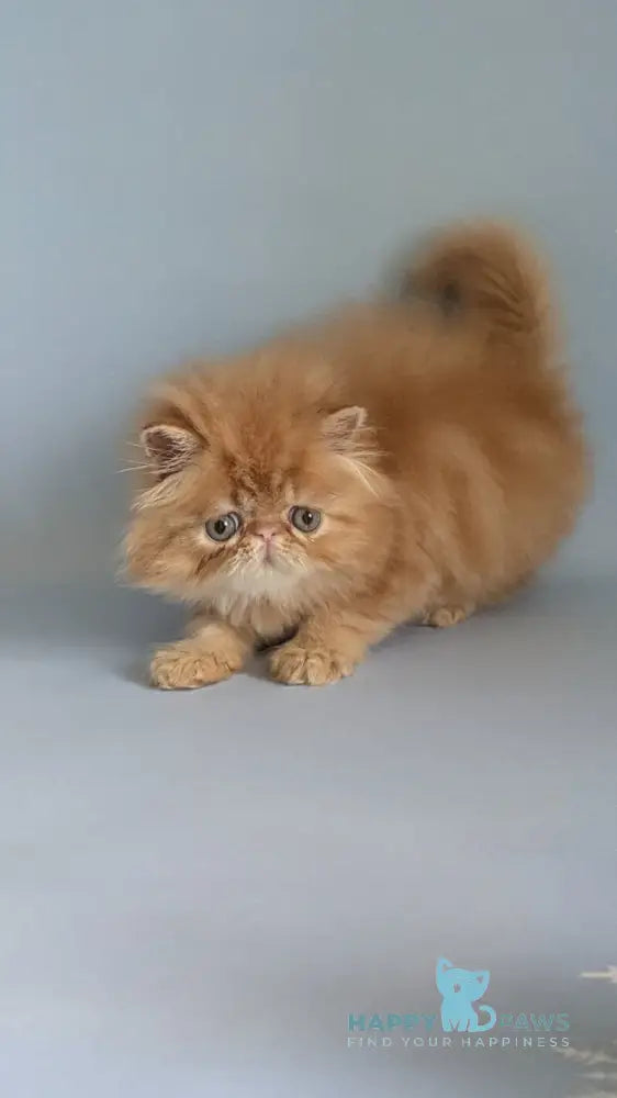 Fanta Persian female red tabby live animals