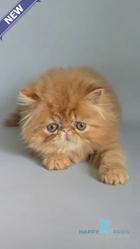 Fanta Persian female red tabby live animals