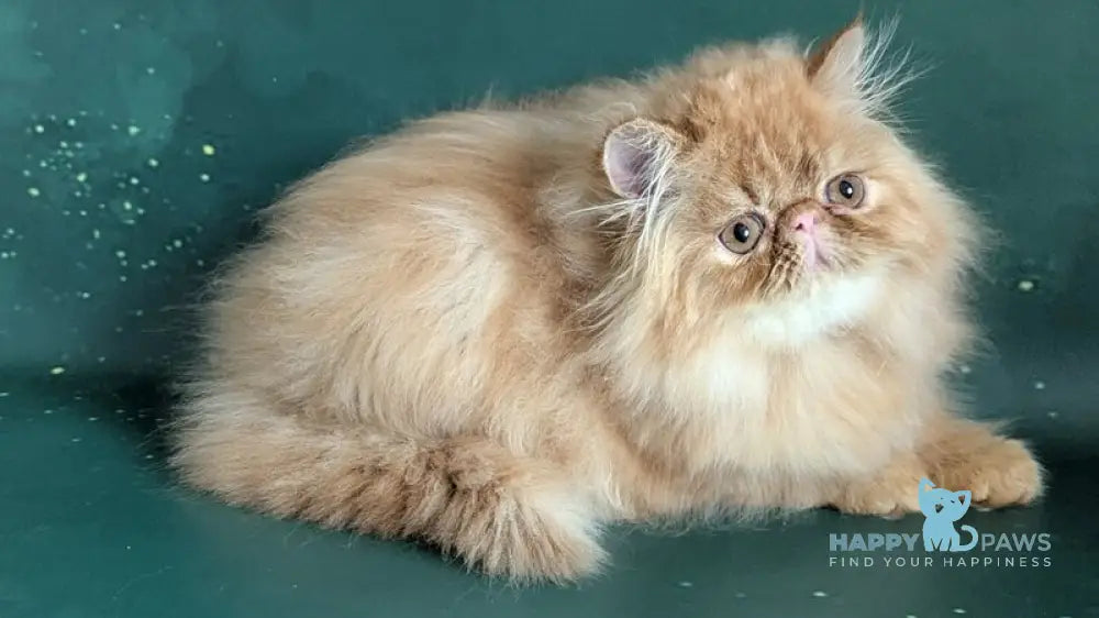 Fanta Persian female red tabby live animals
