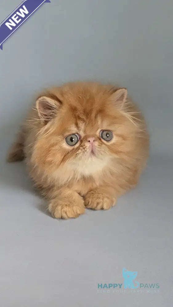 Fanta Persian female red tabby live animals