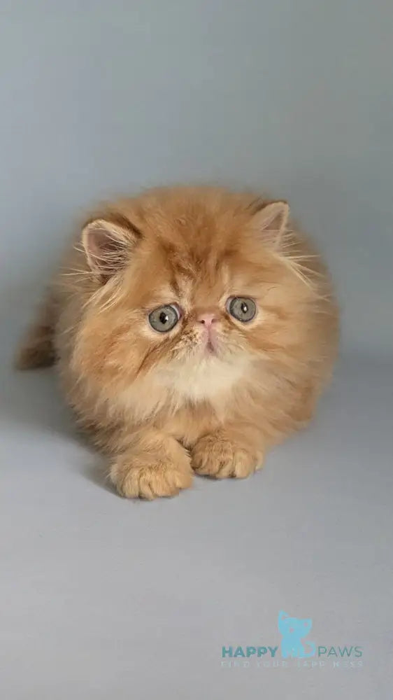 Fanta Persian female red tabby live animals
