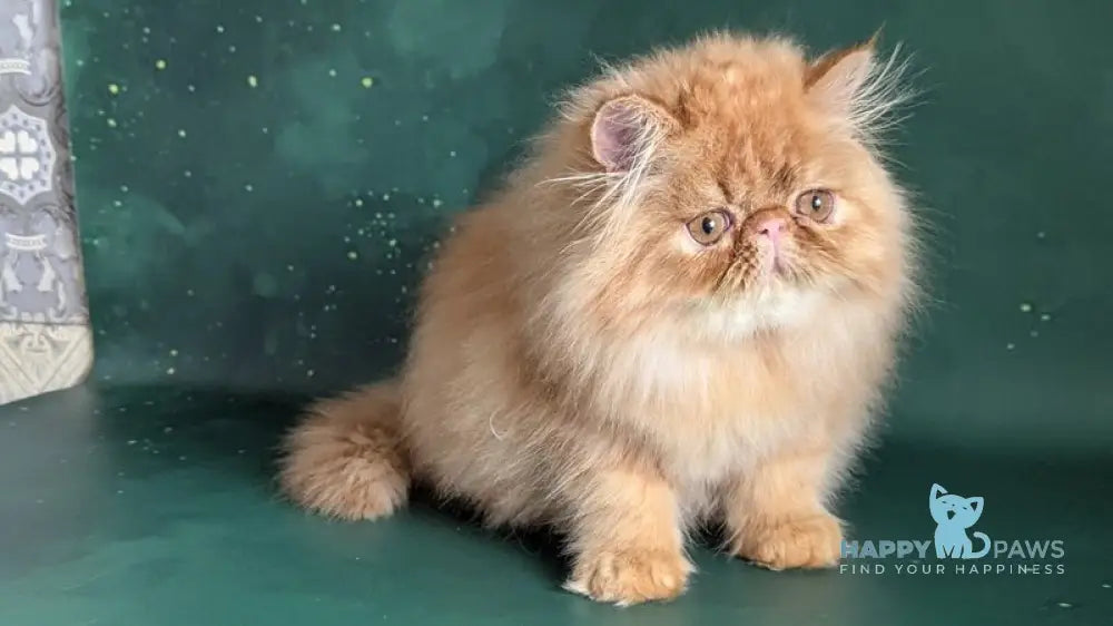Fanta Persian female red tabby live animals