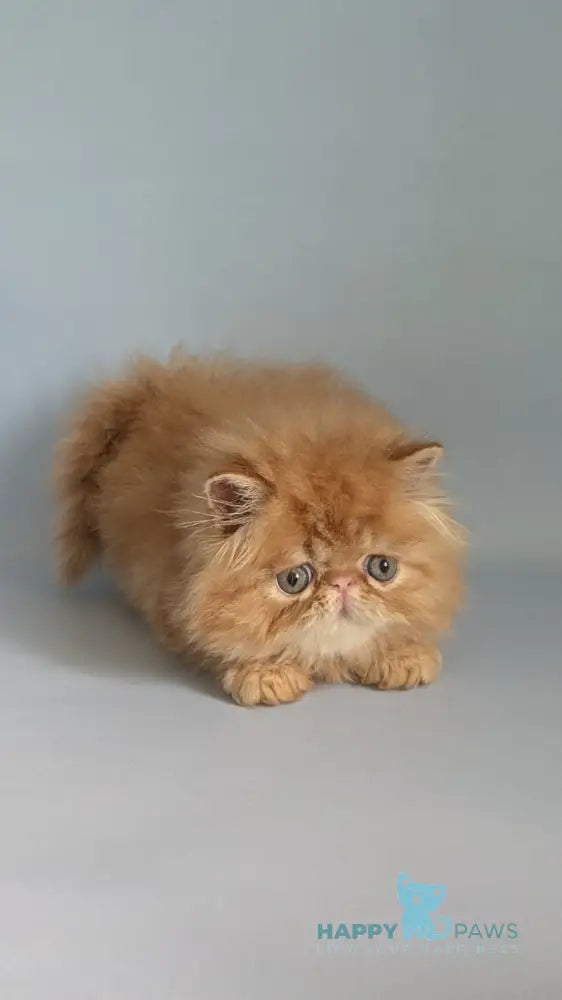 Fanta Persian female red tabby live animals