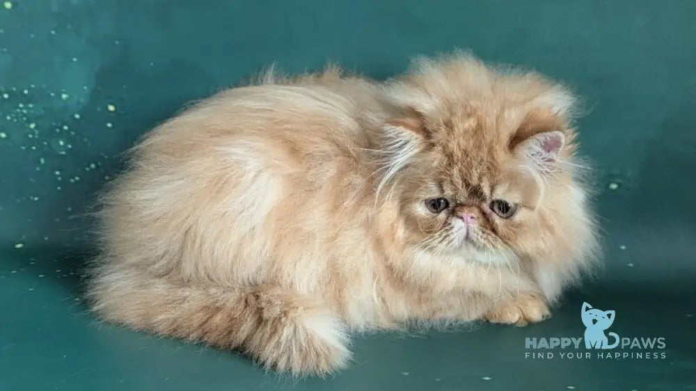 Fanta Persian female red tabby live animals