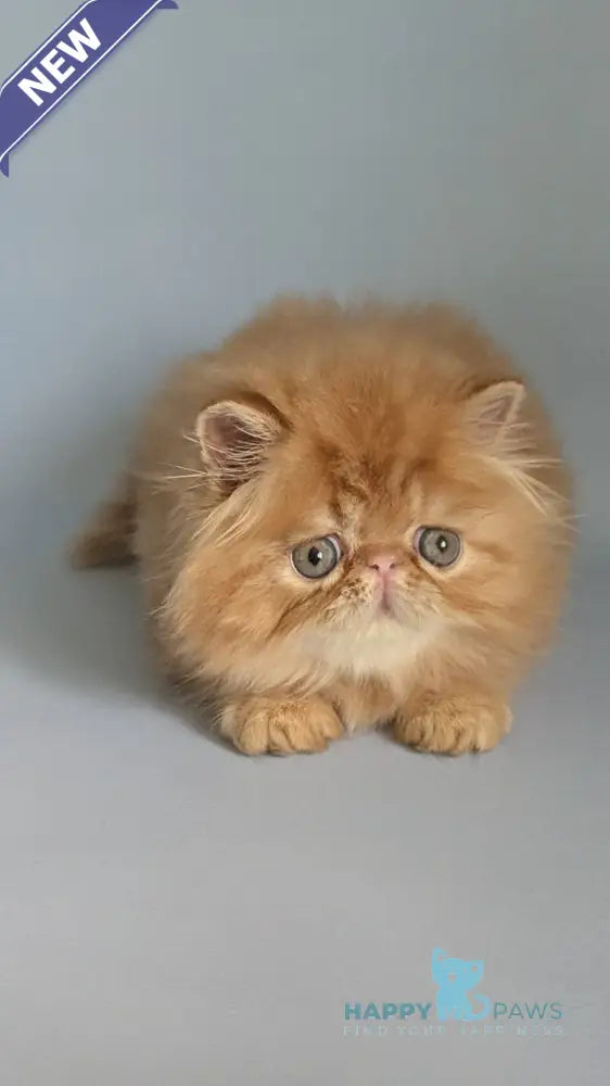 Fanta Persian female red tabby live animals