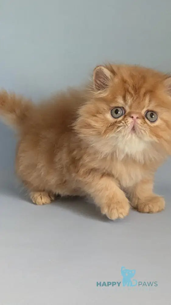 Fanta Persian female red tabby live animals