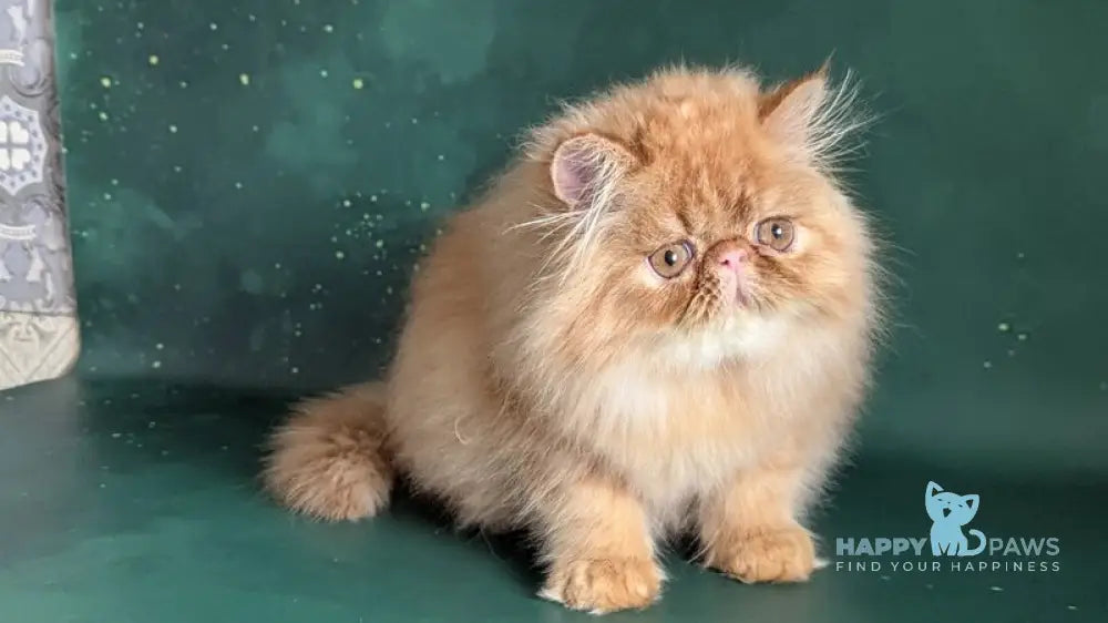 Fanta Persian female red tabby live animals