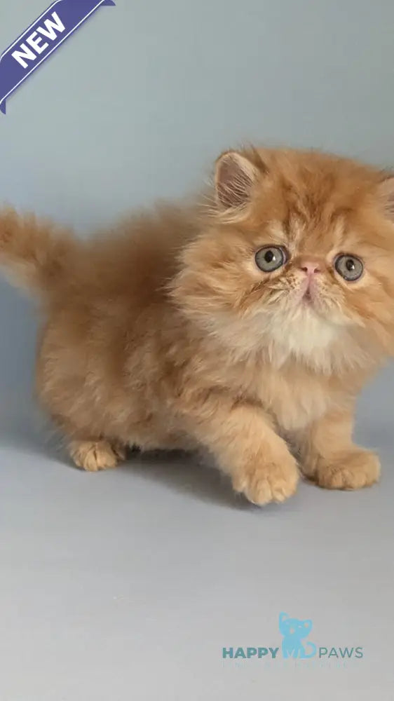 Fanta Persian female red tabby live animals