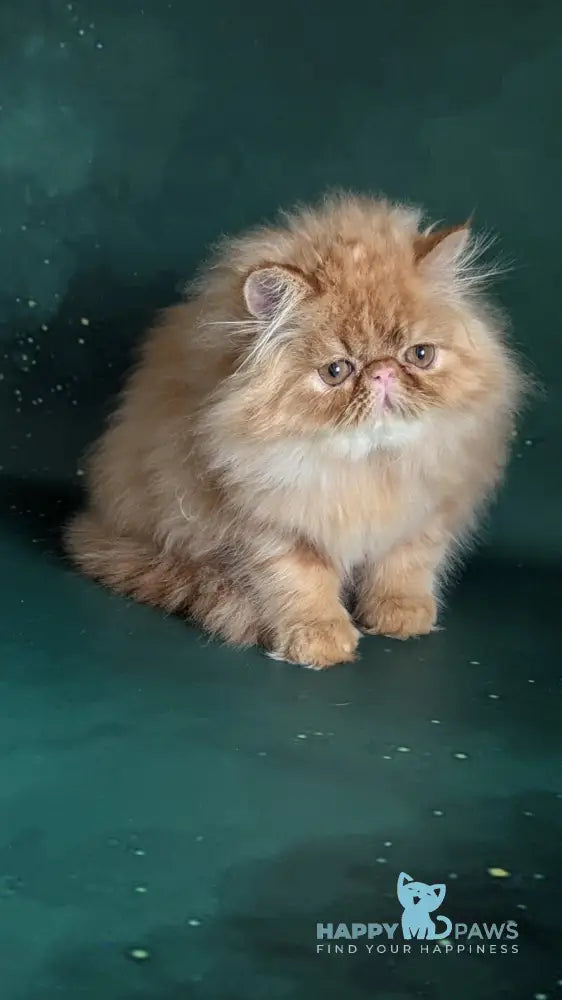 Fanta Persian female red tabby live animals