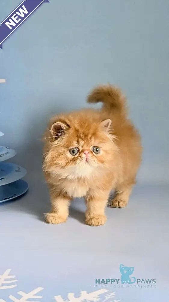 Fanta Persian female red tabby live animals