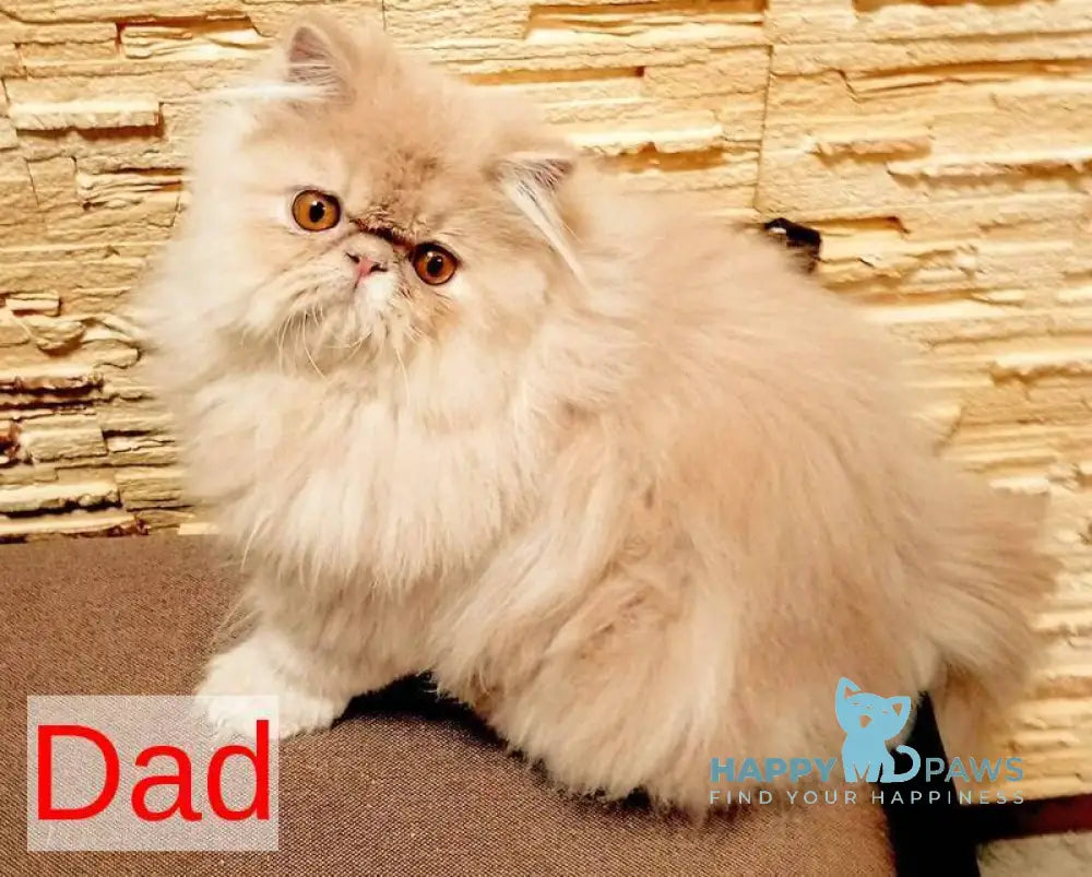 Fanta Persian female red tabby live animals