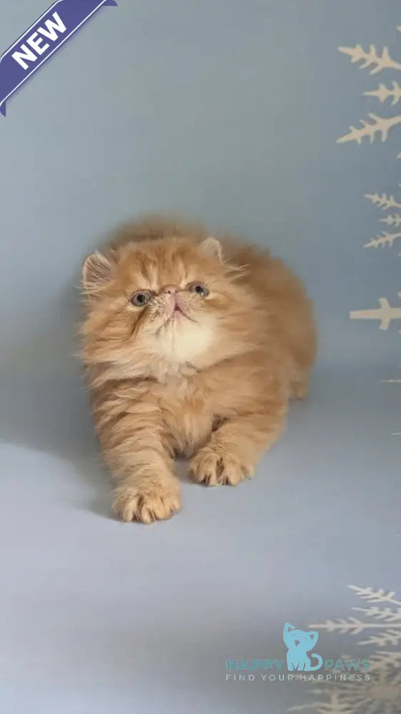 Fanta Persian female red tabby live animals