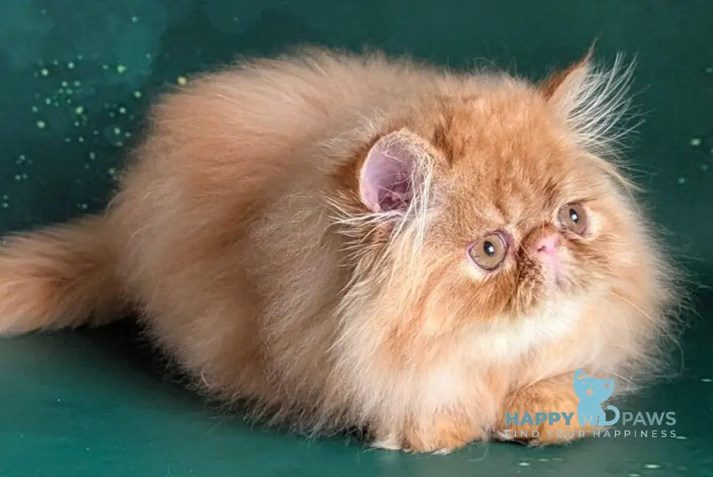 Fanta Persian female red tabby live animals