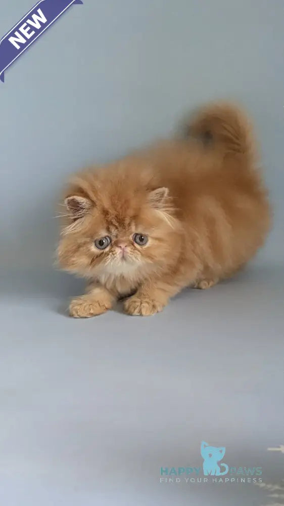 Fanta Persian female red tabby live animals