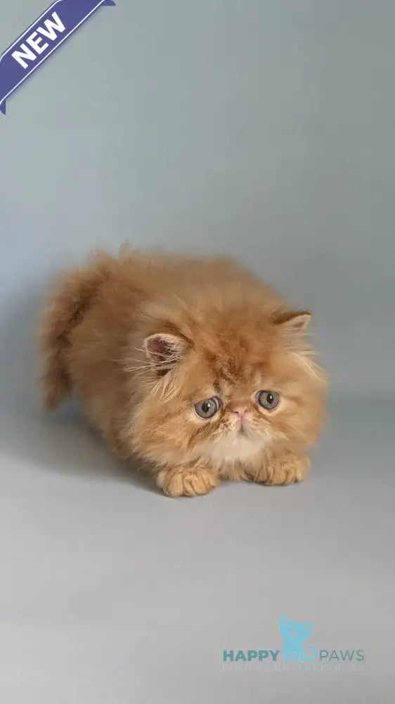 Fanta Persian female red tabby live animals