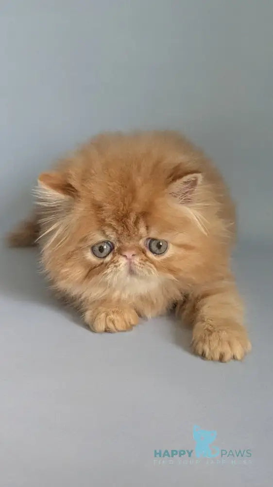 Fanta Persian female red tabby live animals