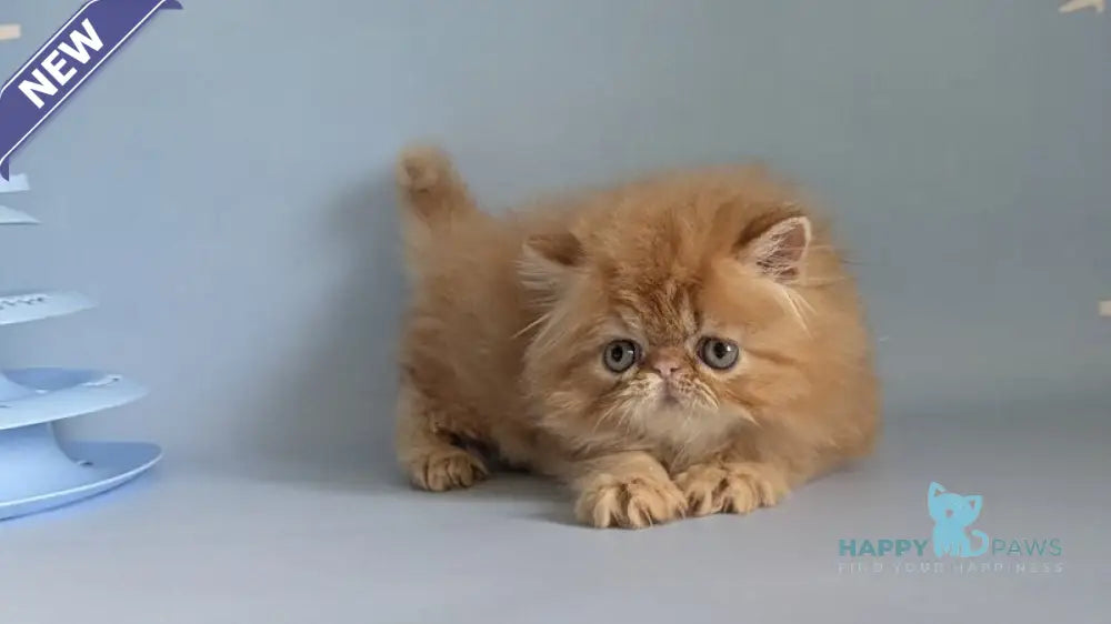 Fanta Persian female red tabby live animals