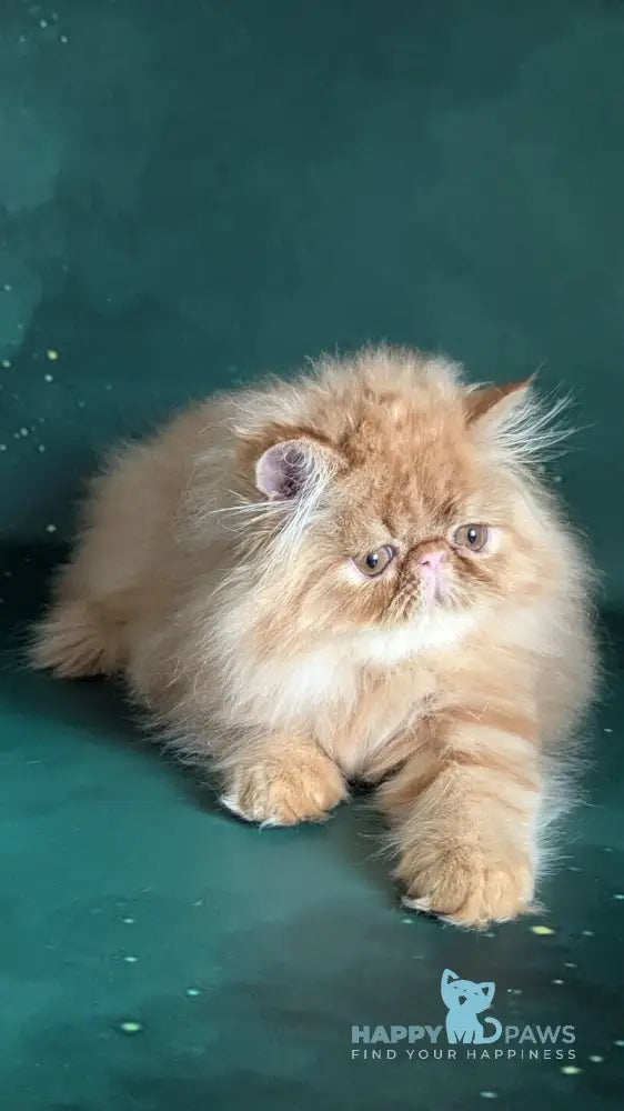 Fanta Persian female red tabby live animals