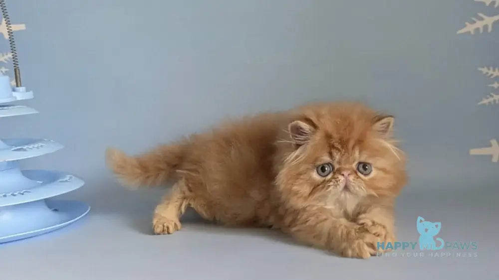 Fanta Persian female red tabby live animals