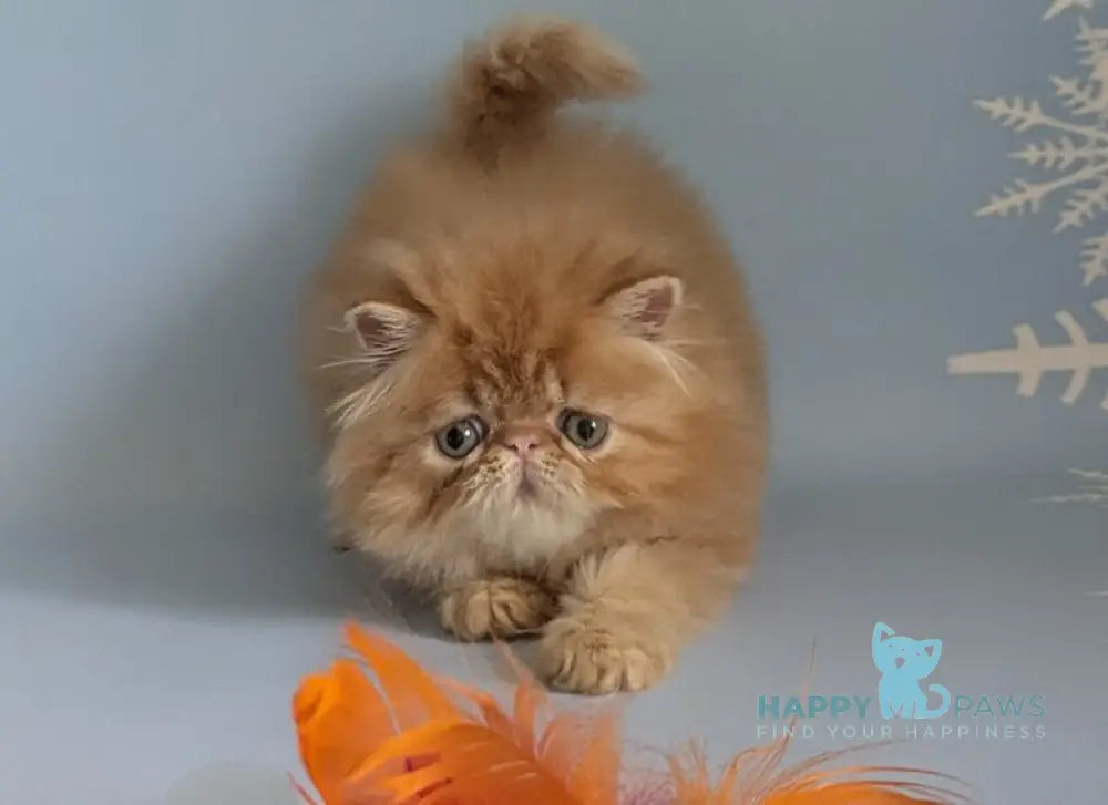 Fanta Persian female red tabby live animals