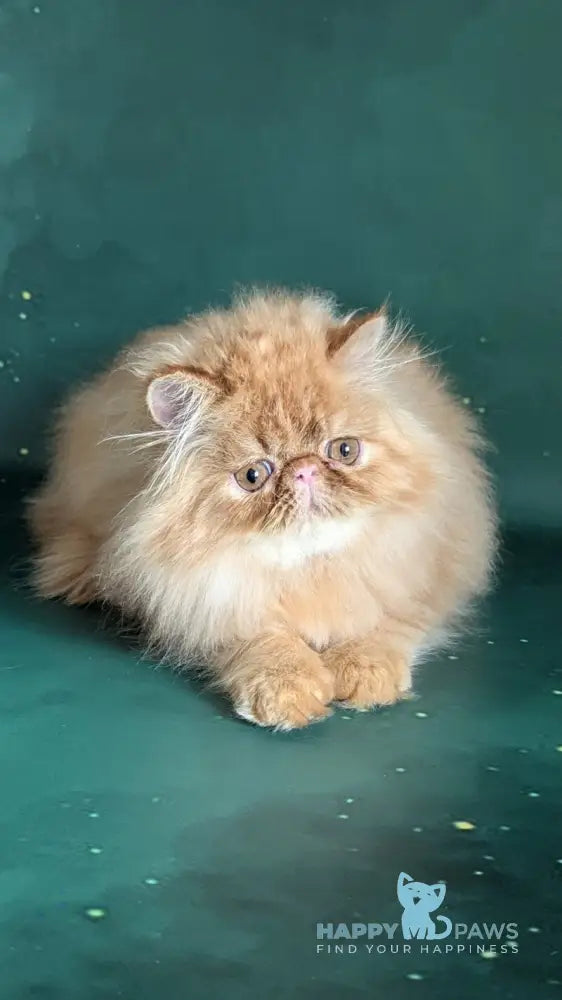 Fanta Persian female red tabby live animals