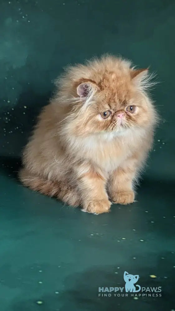 Fanta Persian female red tabby live animals