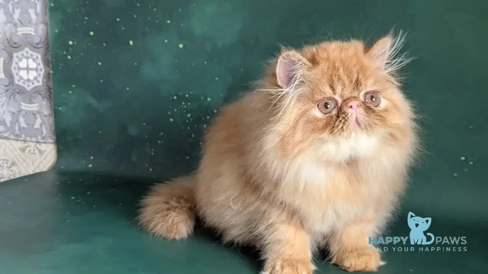 Fanta Persian female red tabby live animals