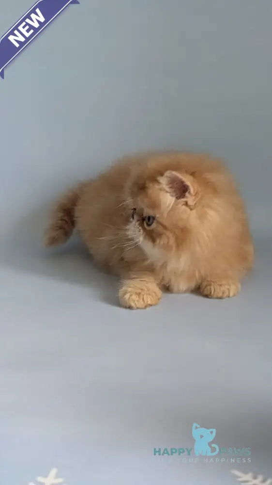 Fanta Persian female red tabby live animals
