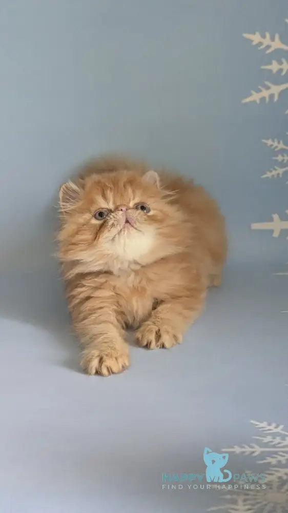 Fanta Persian female red tabby live animals