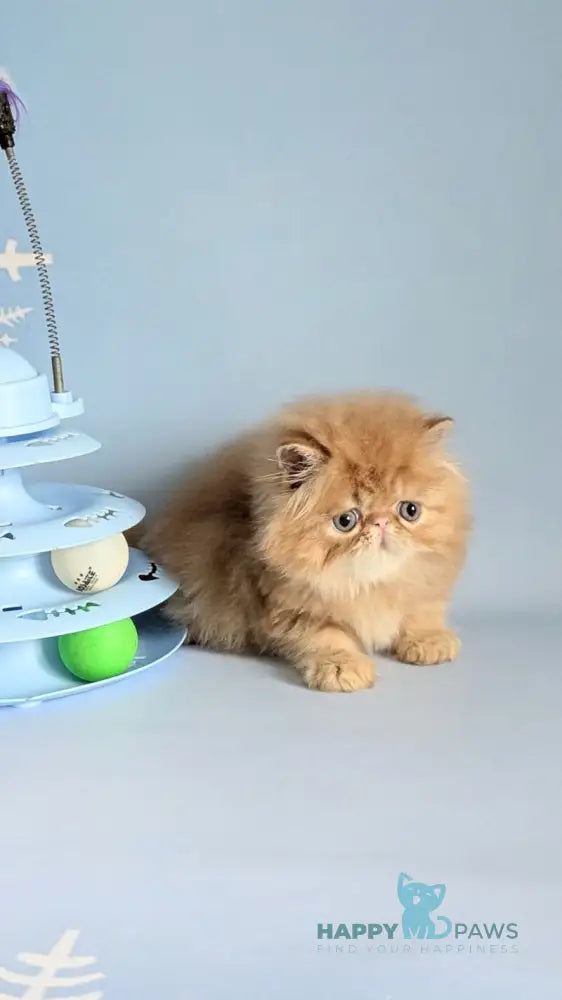 Fanta Persian female red tabby live animals