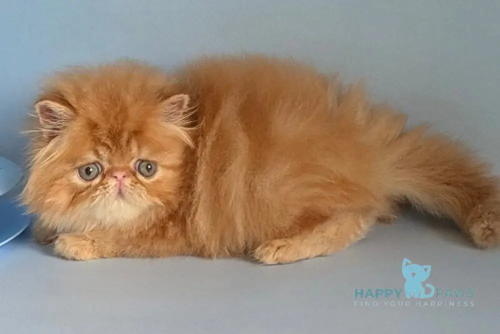 Fanta Persian female red tabby live animals