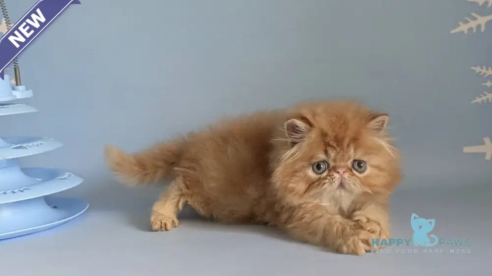 Fanta Persian female red tabby live animals