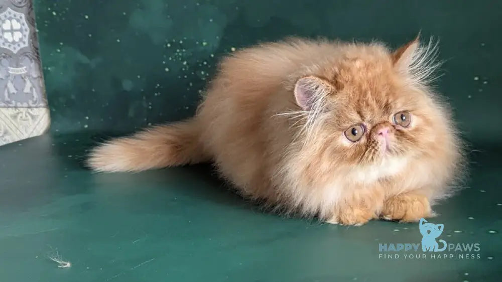 Fanta Persian female red tabby live animals