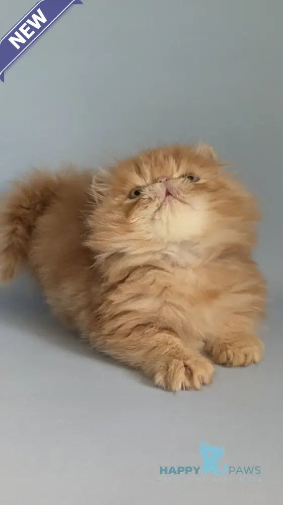 Fanta Persian female red tabby live animals