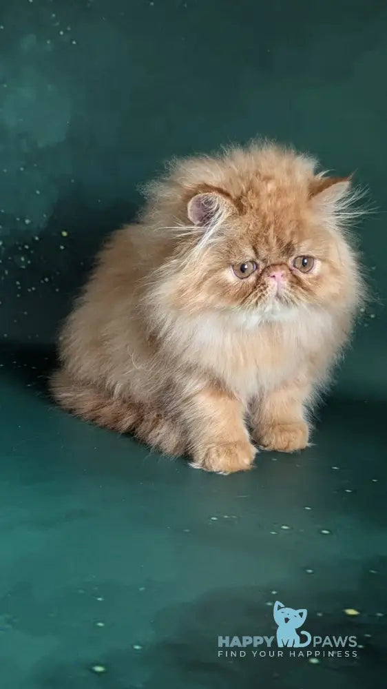 Fanta Persian female red tabby live animals