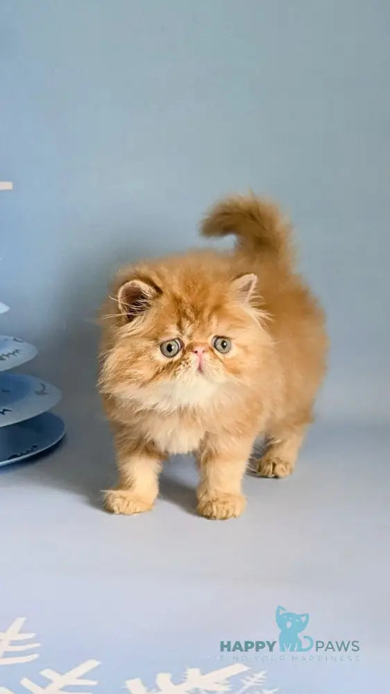 Fanta Persian female red tabby live animals