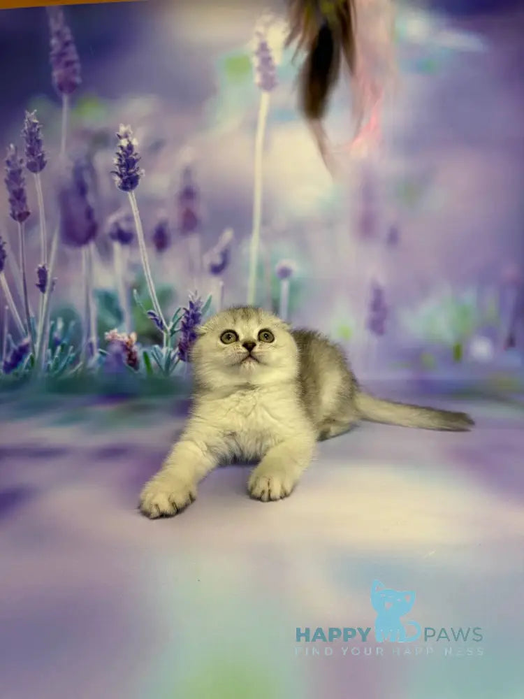 Fanta Scottish Fold female black silver ticked tabby live animals