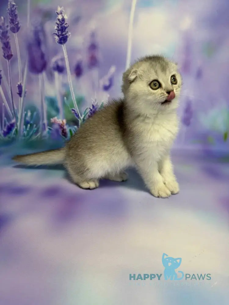 Fanta Scottish Fold female black silver ticked tabby live animals