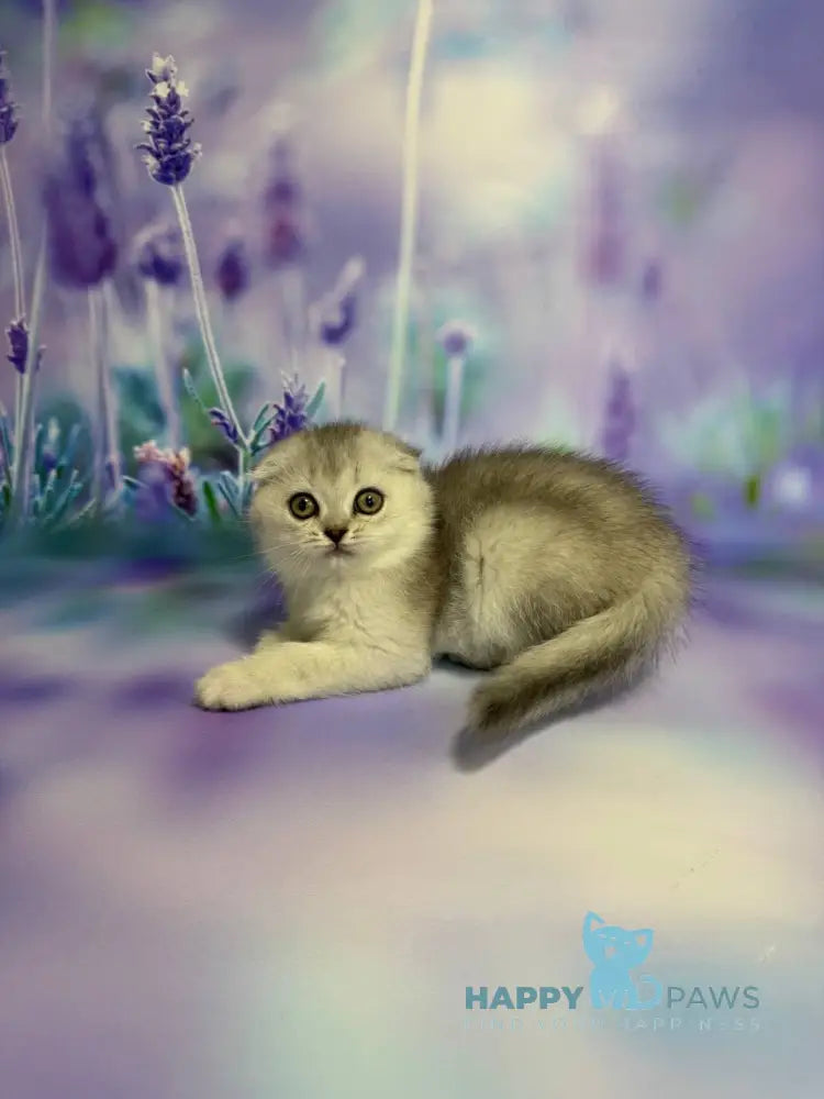 Fanta Scottish Fold female black silver ticked tabby live animals