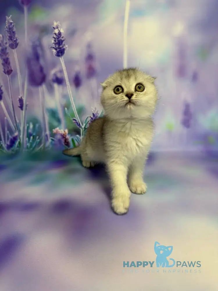 Fanta Scottish Fold female black silver ticked tabby live animals