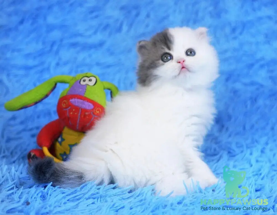 Fantasia Scottish Straight female blue tabby van - live animals