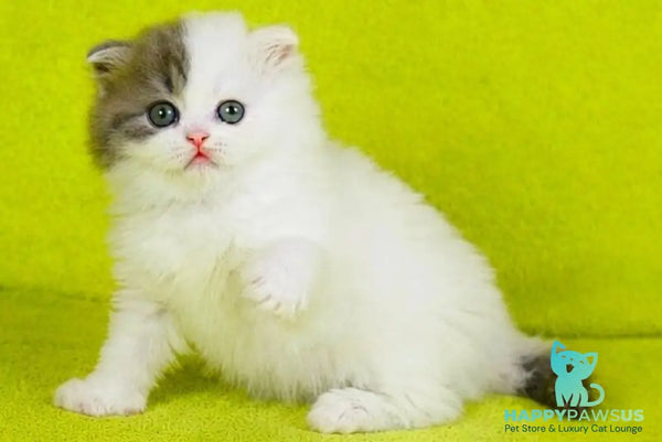 Fantasia Scottish Straight female blue tabby van - live animals