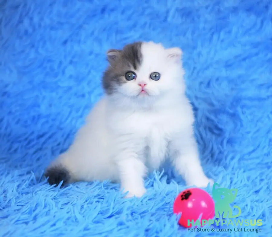 Fantasia Scottish Straight female blue tabby van - live animals