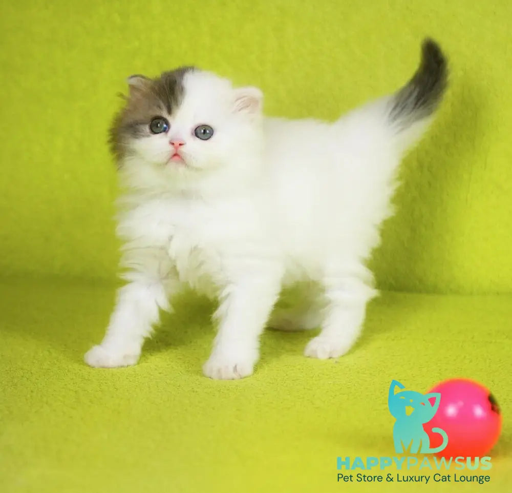 Fantasia Scottish Straight female blue tabby van - live animals