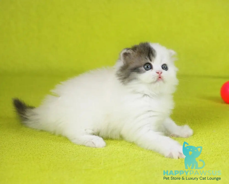 Fantasia Scottish Straight female blue tabby van - live animals