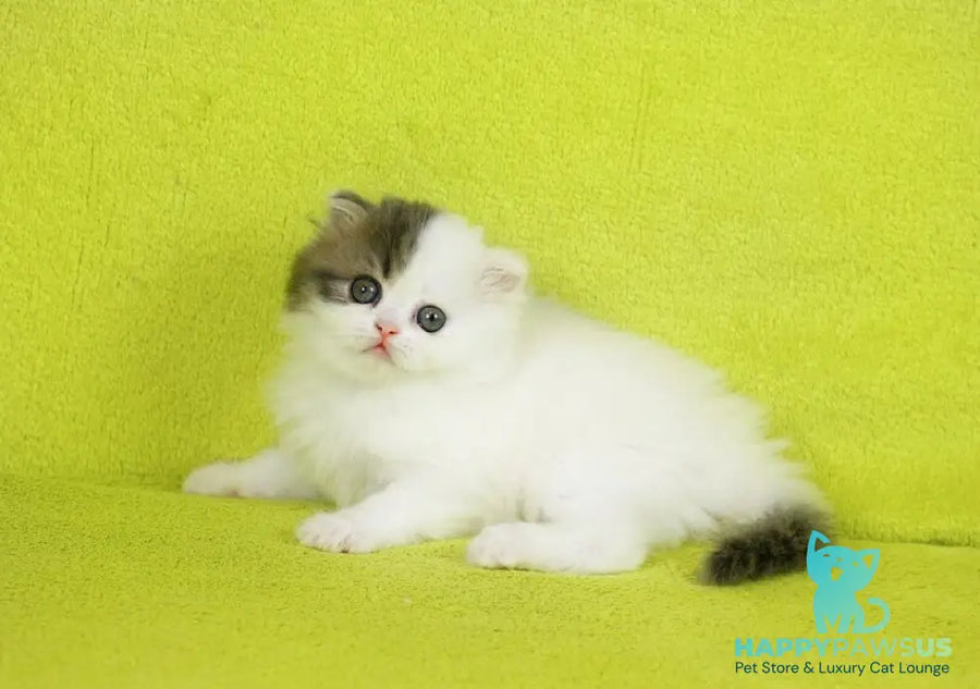 Fantasia Scottish Straight female blue tabby van - live animals